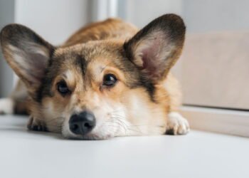 Quanto tempo um cachorro pode ficar sozinho sem sofrer? Regras a saber para evitar tédio e ansiedade