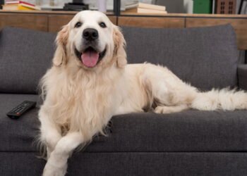 Quais efeitos a televisão tem nos cães e por que nem todos reagem da mesma forma, segundo cientistas