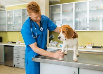 O principal motivo pelo qual seu cão precisa de uma pedicure, de acordo com um veterinário