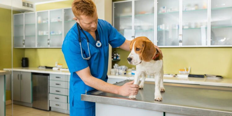 O principal motivo pelo qual seu cão precisa de uma pedicure, de acordo com um veterinário