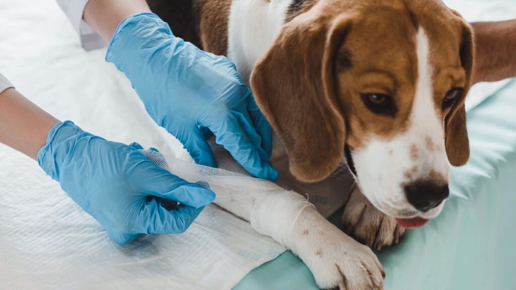 O principal motivo pelo qual seu cão precisa de uma pedicure, de acordo com um veterinário