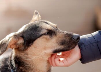 Cachorro vira lata: cuidados essenciais para saúde e bem-estar