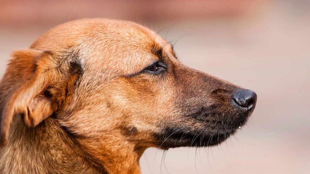 Cachorro vira lata: cuidados essenciais para saúde e bem-estar