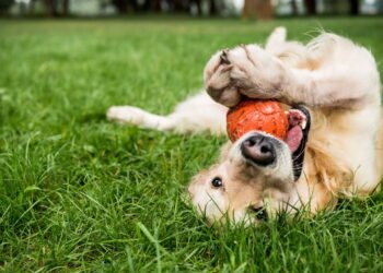 Qual é a raça de cachorro mais carinhosa, segundo a ciência?