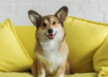 Qual é a raça de cachorro mais tranquila, segundo a ciência?