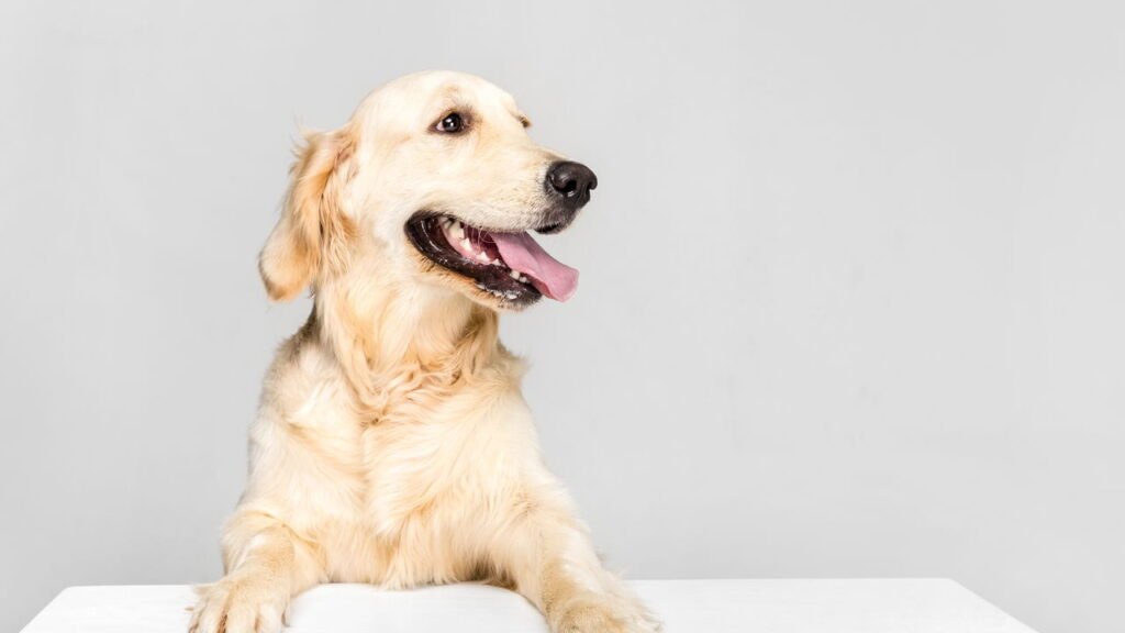 Qual é a raça de cachorro mais tranquila, segundo a ciência?