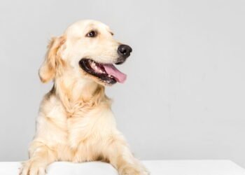 As 10 raças de cães reconhecidas por formar laços inquebráveis com os humanos, segundo especialistas