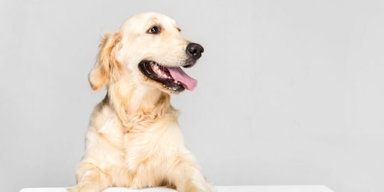 As 10 raças de cães reconhecidas por formar laços inquebráveis com os humanos, segundo especialistas