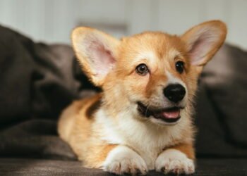 Cães de estimação não conseguem favorecer pessoas generosas em detrimento das egoístas nos testes