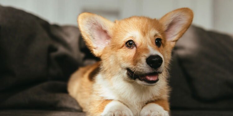 Cães de estimação não conseguem favorecer pessoas generosas em detrimento das egoístas nos testes