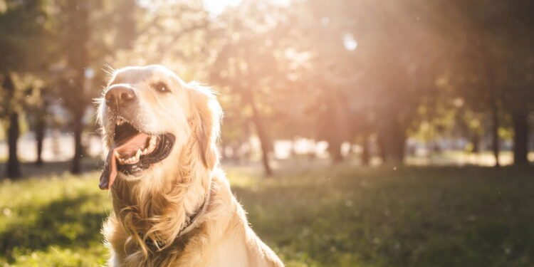 Por que os cães latem apenas para algumas pessoas
