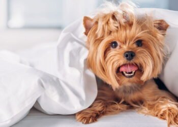 Raças de cães que soltam menos pelo