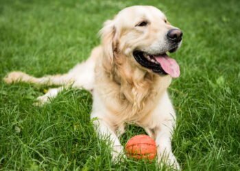 Este é o pior erro que você pode cometer com seu cachorro, segundo um especialista