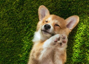 O que significa quando seu cão ignora você, de acordo com um treinador de cães