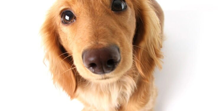 Veterinário nomeia 5 raças de cães que você não deve ter como animal de estimação