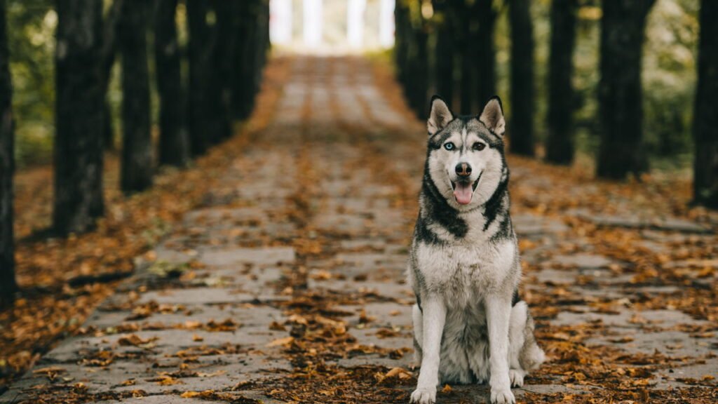 Veterinário nomeia 5 raças de cães que você não deve ter como animal de estimação