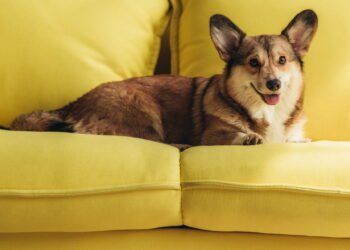 Estudo revela que o principal nome de cachorro para 2025 tem um toque mágico