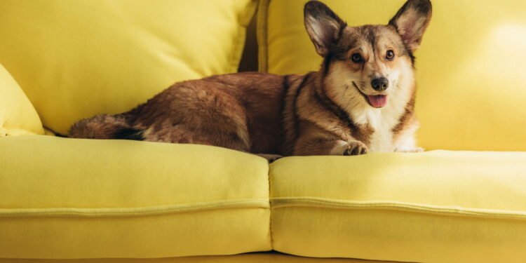 Estudo revela que o principal nome de cachorro para 2025 tem um toque mágico