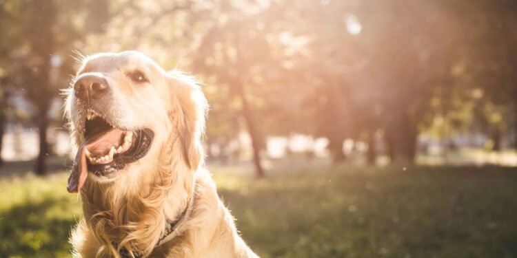 Este é o nome de animal de estimação mais popular para 2025