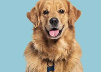 6 maneiras pelas quais seu cachorro ajuda você a viver mais