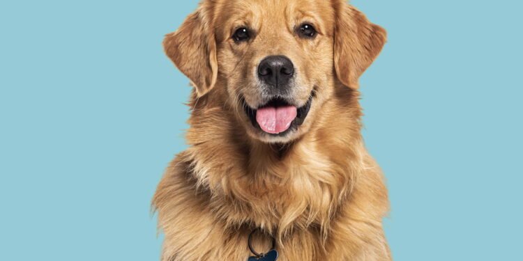 6 maneiras pelas quais seu cachorro ajuda você a viver mais