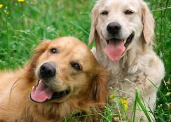 O que significa ter mais de dois animais de estimação, segundo especialistas