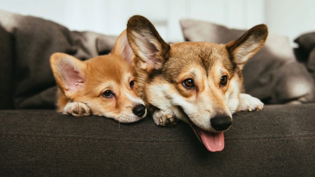 O que significa ter mais de dois animais de estimação, segundo especialistas