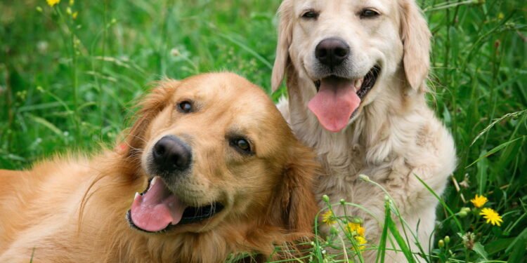 As 15 melhores raças de cães para corredores, de acordo com especialistas