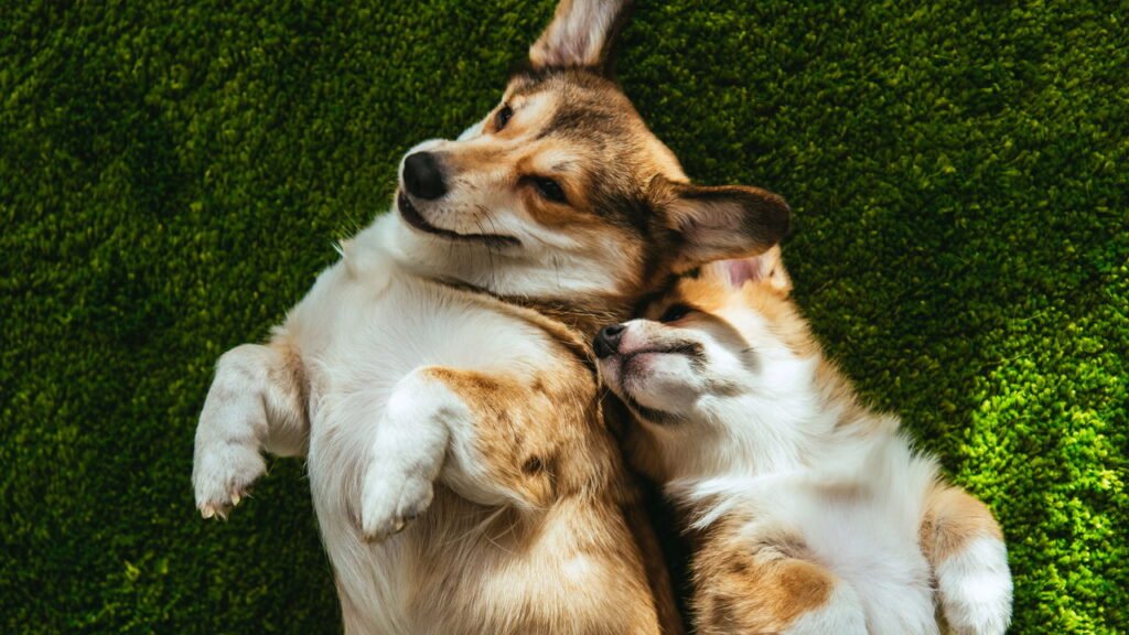 As 15 melhores raças de cães para corredores, de acordo com especialistas