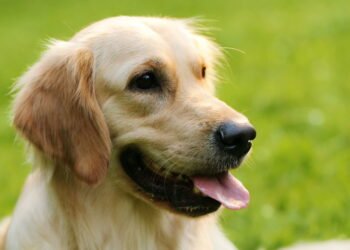 O sinal número 1 de que sua cadela está grávida, de acordo com um veterinário