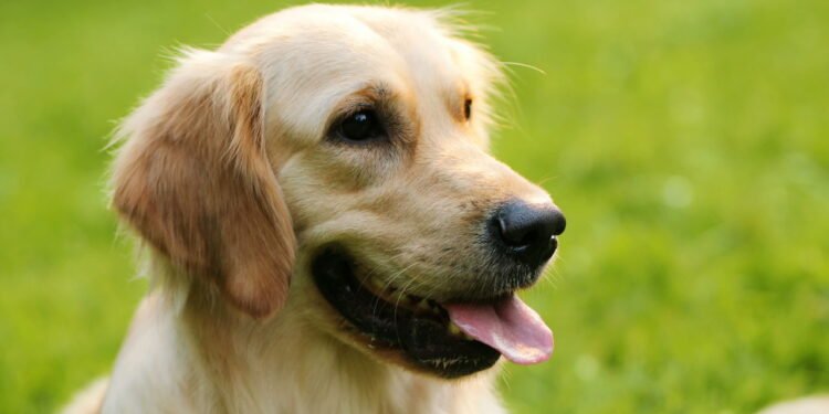 O sinal número 1 de que sua cadela está grávida, de acordo com um veterinário