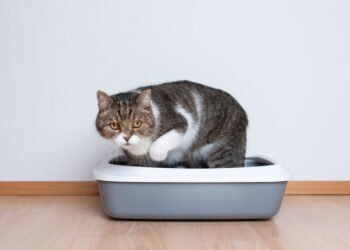 O que os gatos sentem quando você troca a caixa sanitária, segundo veterinários