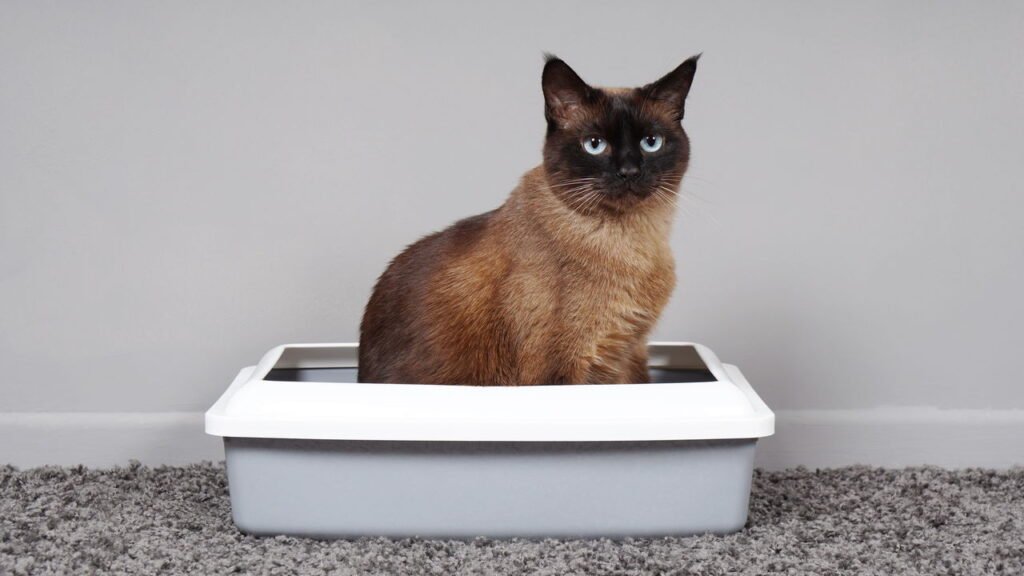 O que os gatos sentem quando você troca a caixa sanitária, segundo veterinários