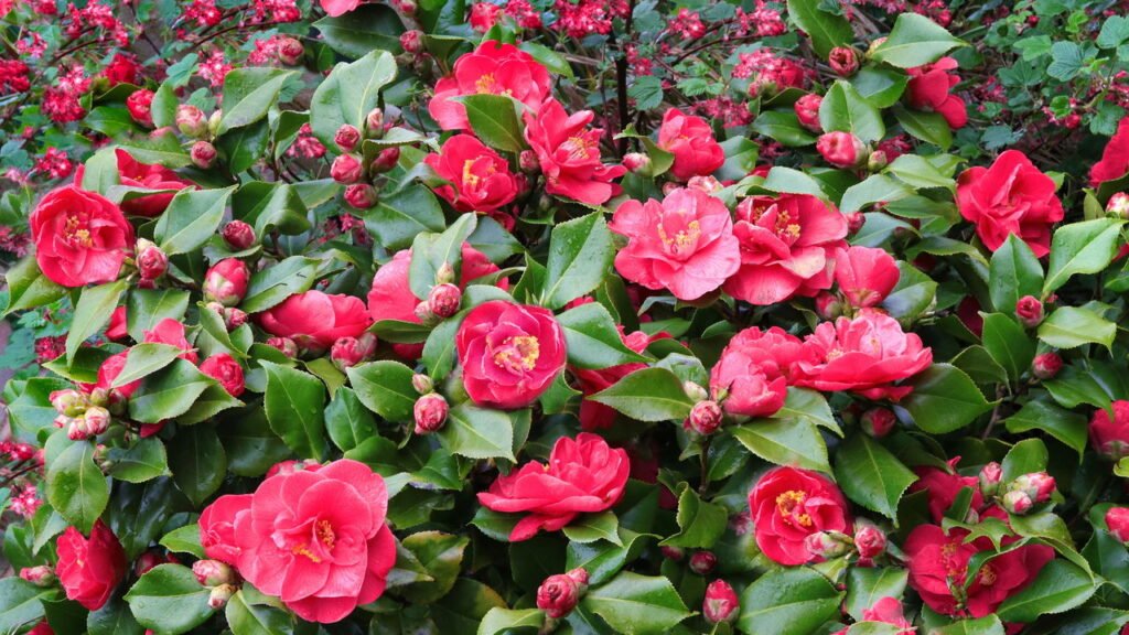 A planta mais bela para ter no jardim que atrai saúde e harmonia
