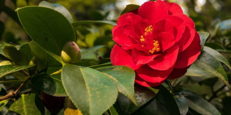 A planta mais bela para ter no jardim que atrai saúde e harmonia