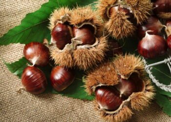 Os benefícios de trocar lanches não saudáveis por simples castanhas