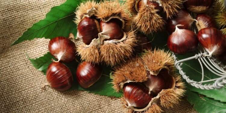 Os benefícios de trocar lanches não saudáveis por simples castanhas