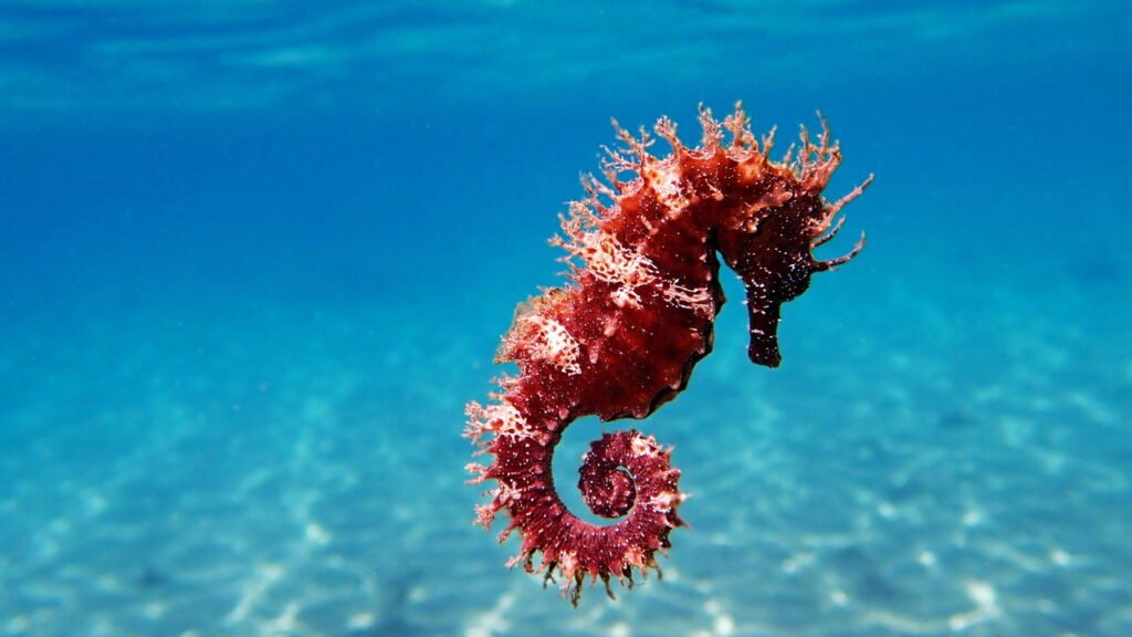 Qual é o animal mais lento do mundo?