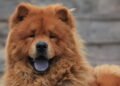 Por que o Chow Chow tem a língua azul?