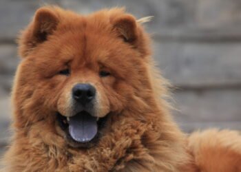 Por que o Chow Chow tem a língua azul?