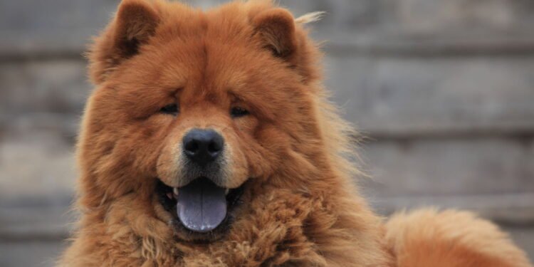Chow chow - Créditos: depositphotos.com / hecke06