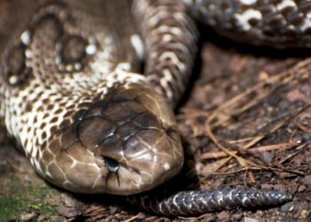 Cobras brasileiras perigosas e o que fazer em caso de picada