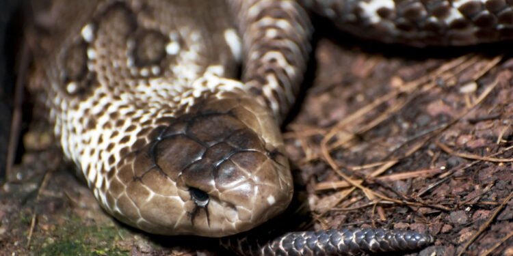 Cobras brasileiras perigosas e o que fazer em caso de picada