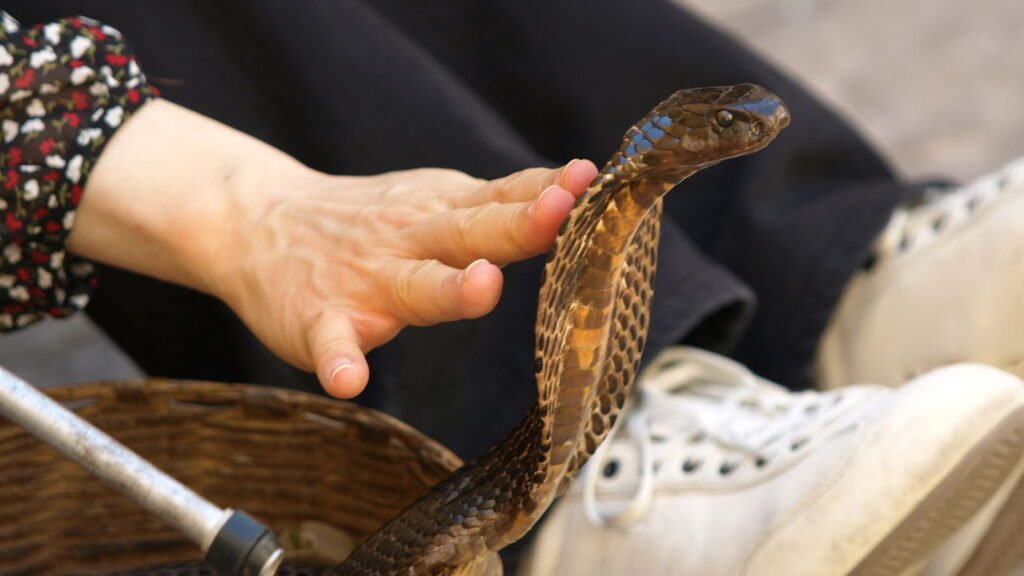 Cobras brasileiras perigosas e o que fazer em caso de picada
