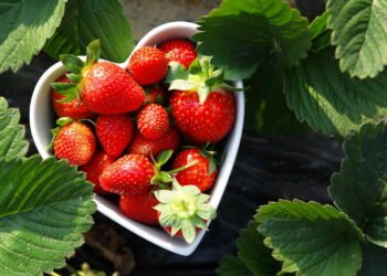 O segredo para plantar morangos em apartamentos com facilidade e colher muito mais