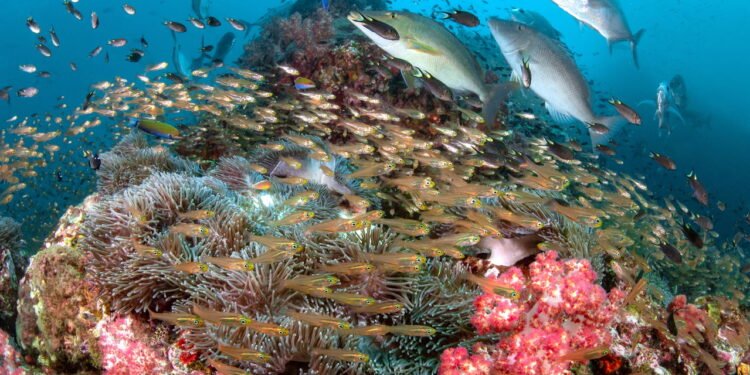 Gigante marinho de 34 metros estava vivo quando Napoleão governava a França