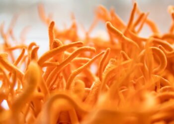 Suplemento natural que melhora energia e resistência física ao longo do dia