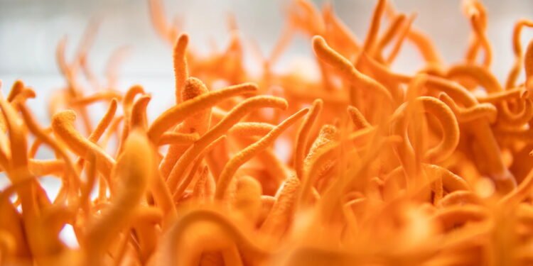 Suplemento natural que melhora energia e resistência física ao longo do dia