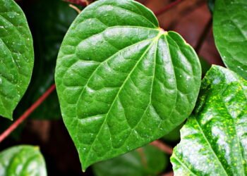 Erva natural pouco conhecida que ajuda a relaxar e melhorar o humor