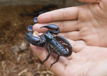 As plantas poderosas que afastam Escorpiões da sua casa